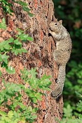 California Ground Squirrel